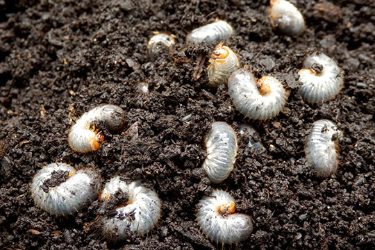 Vers blancs au stade larvaire Vers blancs au stade larvaire