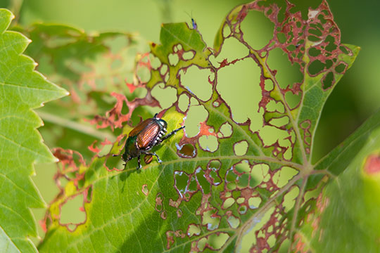 Dommages des adultes se nourrissant des feuilles Dommages des adultes se nourrissant des feuilles