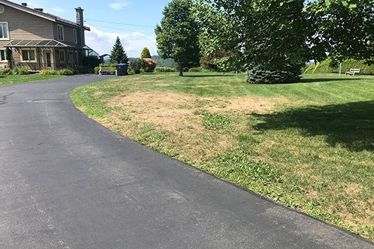 Dommages effectués par les larves des vers blancs Dommages effectués par les larves des vers blancs