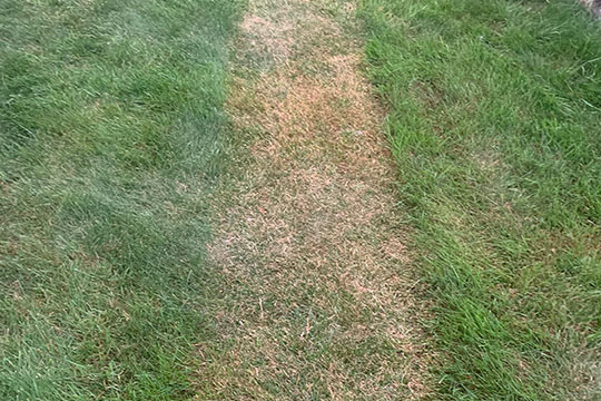 Résultat de la tonte à 2 cm durant la canicule Résultat de la tonte à 2 cm durant la canicule